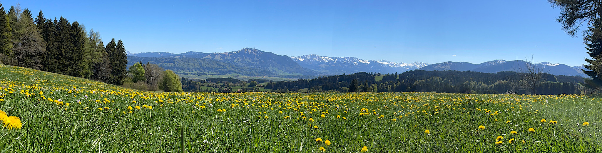 Löwenzahnwiese mit Bergen im Hintergrund